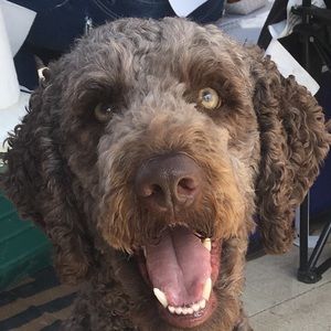 Meet your Posher, Libby